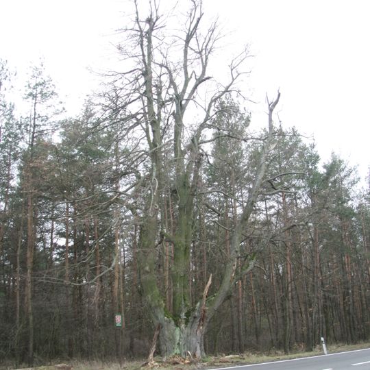 Lime tree near Třebenice