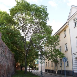 Rispiger Blasenbaum Waisenstraße
