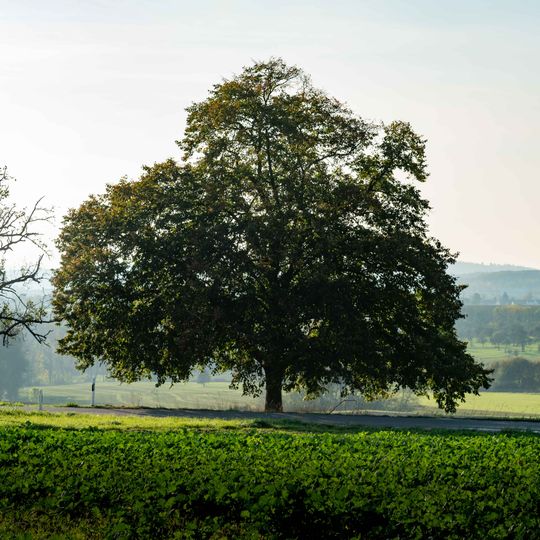 Linde an der Straße nach Wolfschlugen