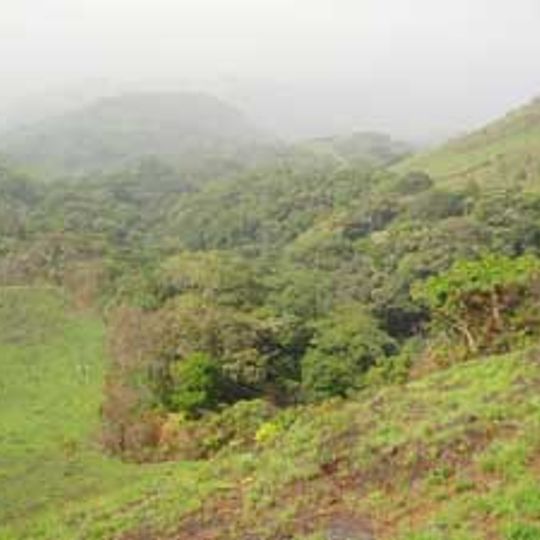 Forest Guinea