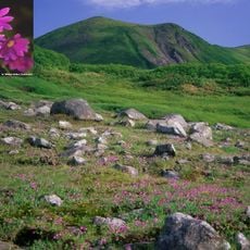 Mount Midori