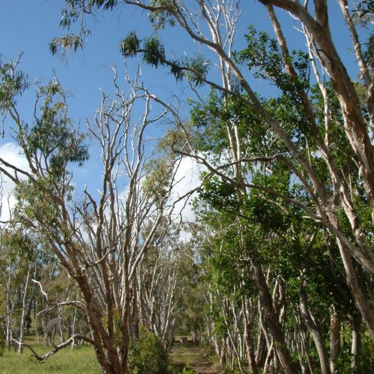 Habana Tramline Causeway and Wharf Site