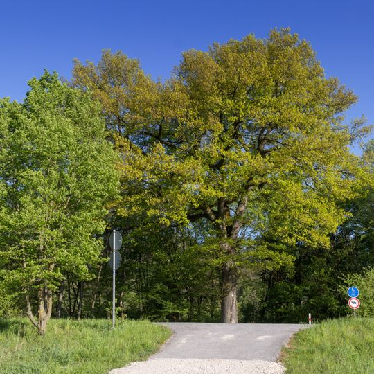 Die Fröschauer Eiche