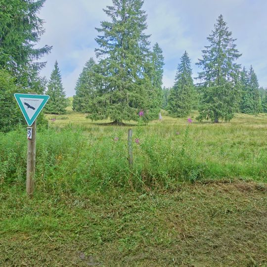 Kohlhütte-Lampenschweine