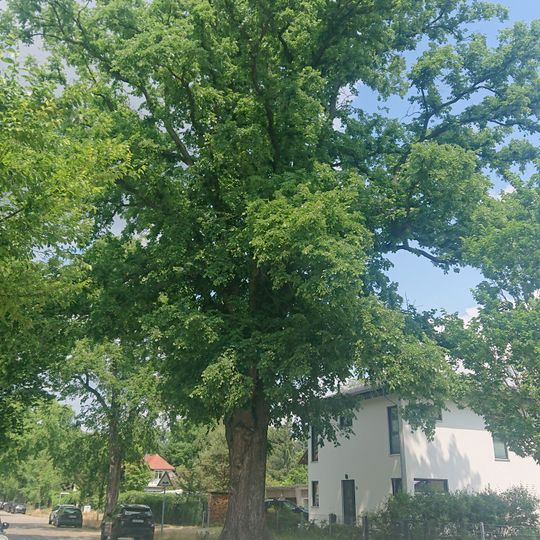 Naturdenkmal Flatterulme Gerhardt-Hauptmann-Allee 73, Flur 1, Flurstück 126 in Eichwalde