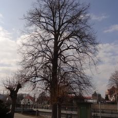 Lípa v Mostní ulici