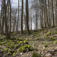 Stallberg und Morsberg bei Hünfeld
