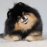 Mocha The Pomeranian