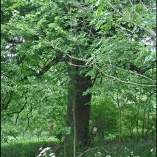 Tisy a lípa v Ktišce