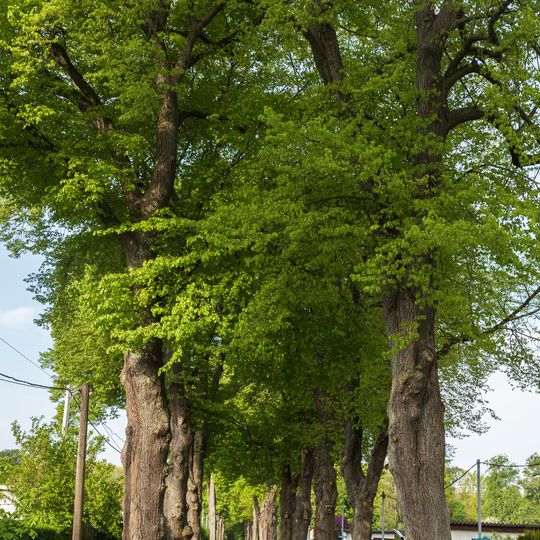 Lindenallee Claußallee