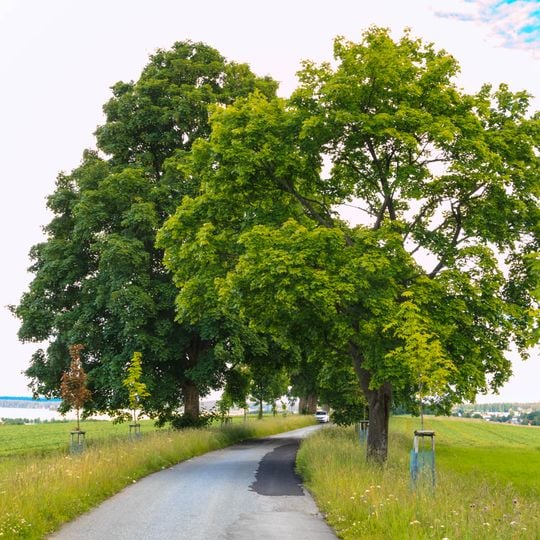 Silniční alej Herálec – Brušovec