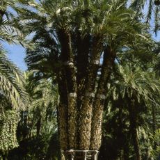 Huerto del Cura