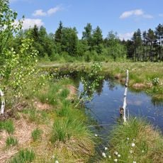 Moore im Wirlinger Wald