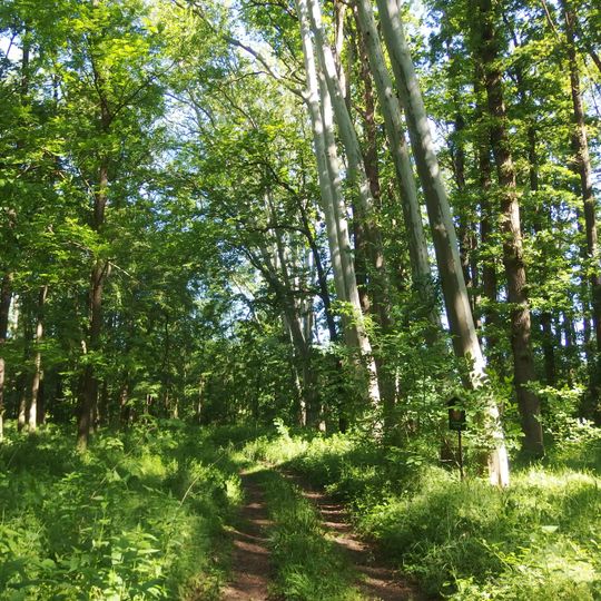 Platanové stromořadí Mucharov II. - Strážnice