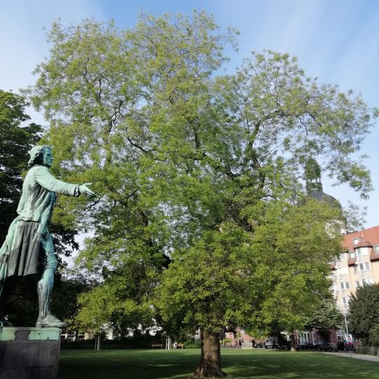 Japanischer Schnurbaum, Schillerplatz