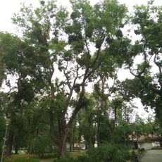 Каркас західний