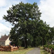 Naturdenkmal Stieleiche