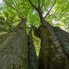 7 stemmed beech near Frauenstein