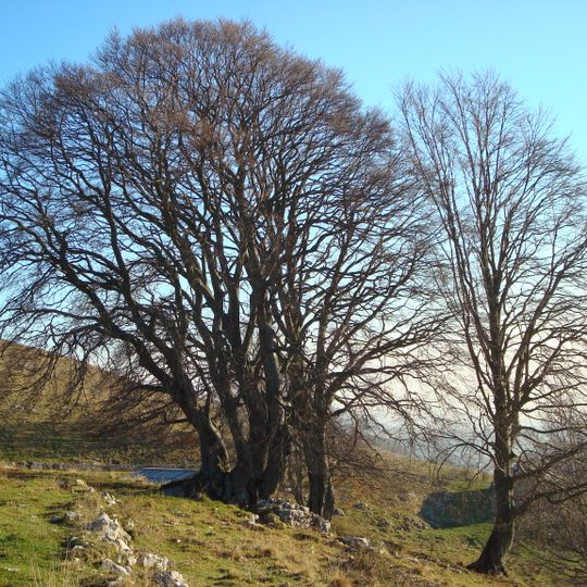Fagus sylvatica