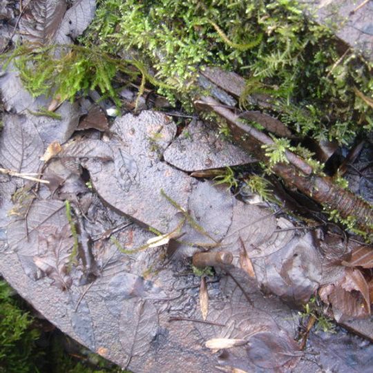 Old Ironstone Works, Mells