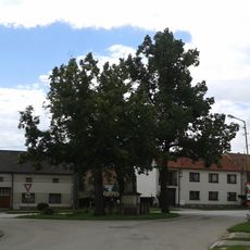 2 ks lípy malolisté