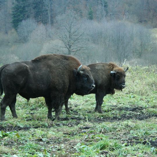 Rezervația de Zimbri - Neamț