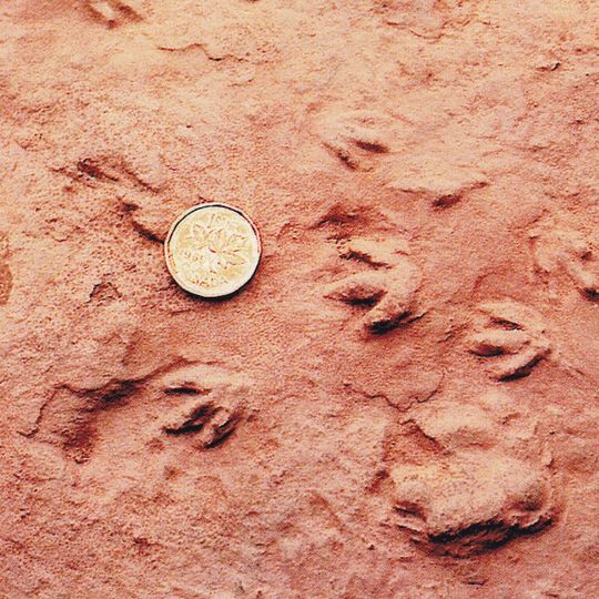 Fundy Geological Museum