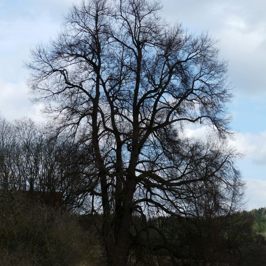 Drahoslavická lípa