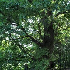 Dub letní in Buchlovice