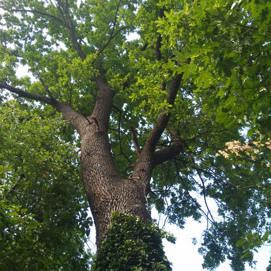Quercus robur in the Garden of the Ethnographic museum in Chișinău