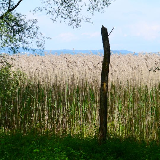 Bodenseeufer-Untere Güll