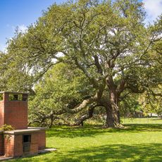 Emancipation Oak