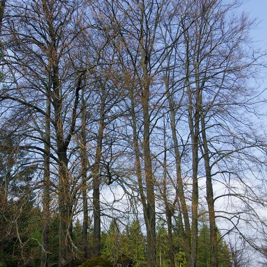 Buky u černé kapličky