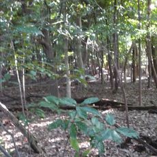 Château de Tamonzan