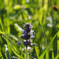 Hohenstaufen, Rechberg, Stuifen mit Aasrücken und Rehgebirge (Kaiserberge)