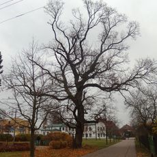 Vrchlabský javor mléč