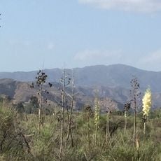 Angeles National Forest
