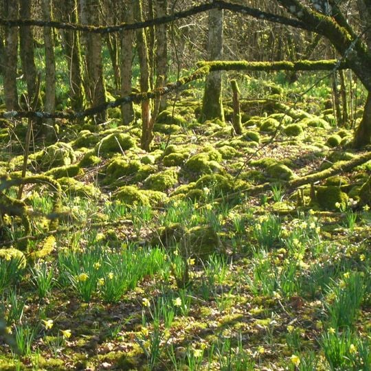 Parco nazionale delle Forêts