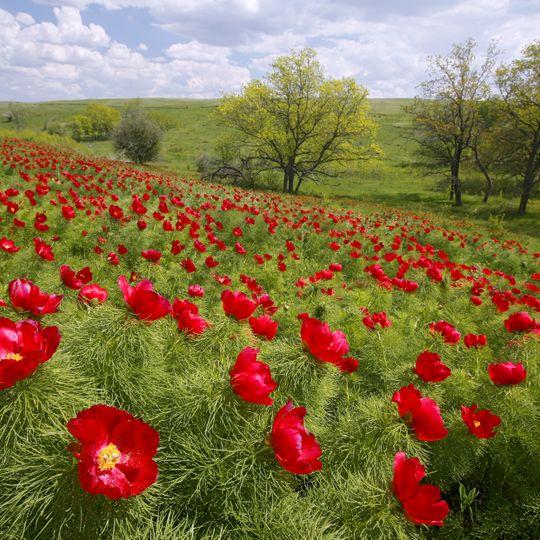 Пион тонколистный