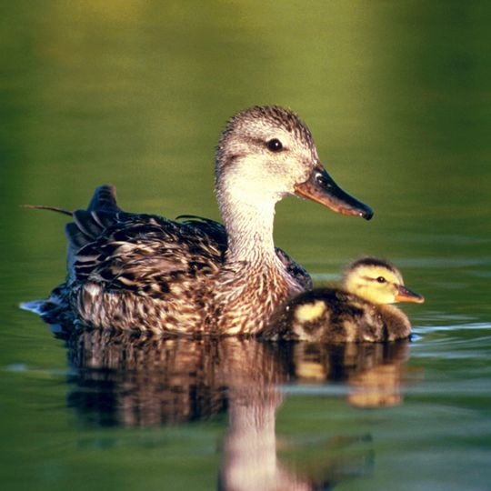 Rezerwat przyrody Jezioro Kożuchy