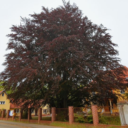 Naturdenkmal Blutbuche Schomberg 1 in Spremberg