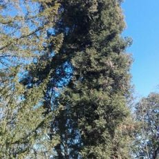 Sequoia sempreverde