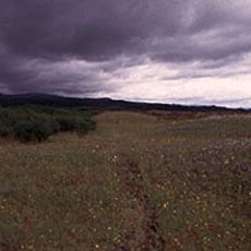 Willamette Floodplain
