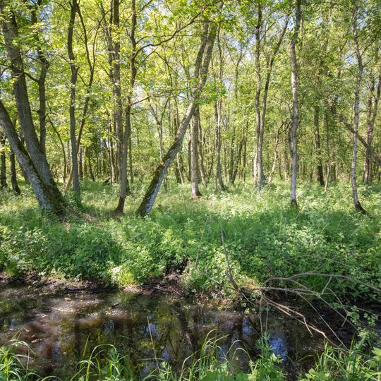 Groß Potremser Moor
