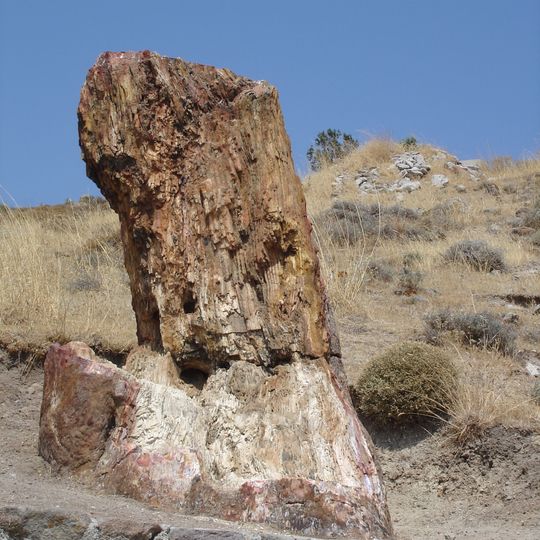 Skamieniały Las na Lesbos