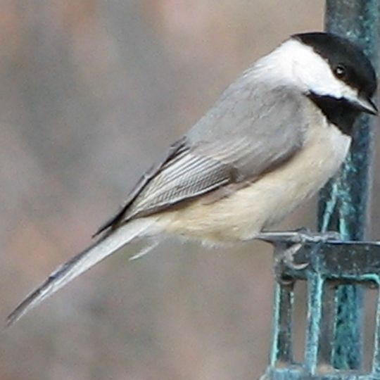 Lake Norman State Park