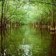 Parc national de Congaree