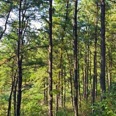 Albany Pine Bush
