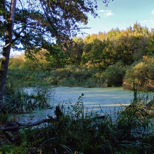Chornyi Lis Swamp