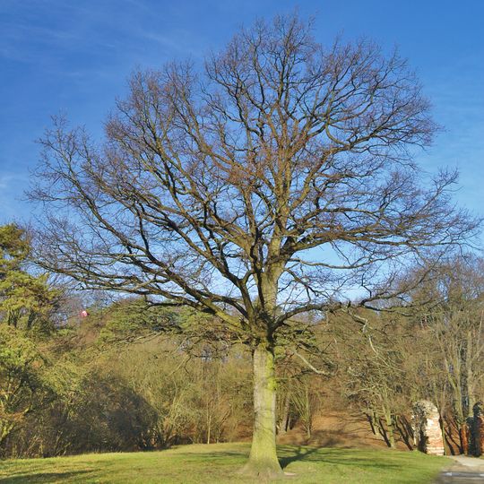 Dub letní na palouku u hradu Boskovice